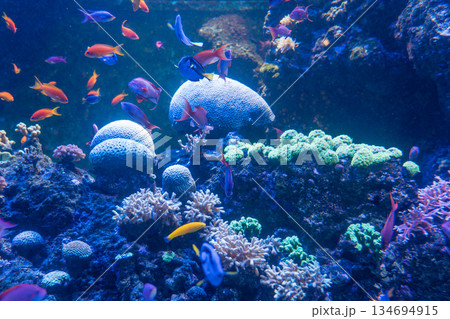 Singapore Oceanarium 134694915