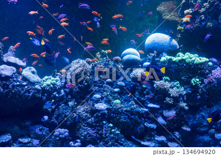 Singapore Oceanarium 134694920