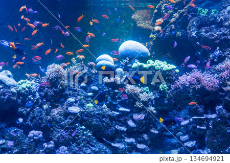 Singapore Oceanarium 134694921