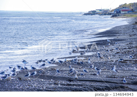 オホーツク海沿岸に群れるカモメ 134694943