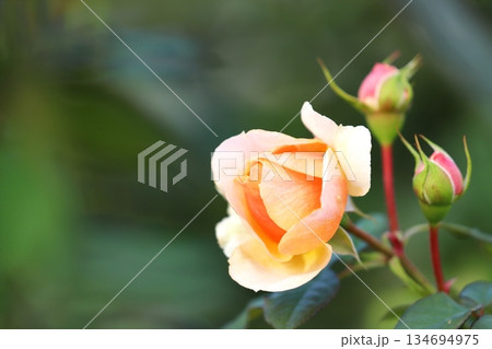 満開の薔薇の花 134694975