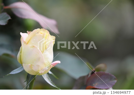 満開の薔薇の花 134694977
