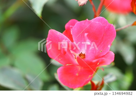 満開の薔薇の花 満開の薔薇の花 134694982