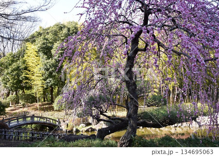 神奈川県　平塚市総合公園の日本庭園と満開しだれ梅 134695063