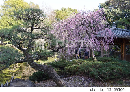 神奈川県 平塚市総合公園の日本庭園と満開しだれ梅 神奈川県 平塚市総合公園の日本庭園と満開しだれ梅 134695064