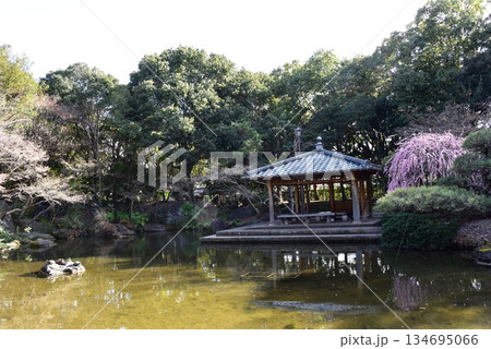 神奈川県　平塚市総合公園の日本庭園と満開しだれ梅 134695066