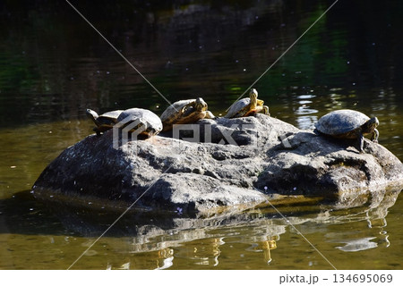 神奈川県　平塚市総合公園の日本庭園池と甲羅干しの亀 134695069