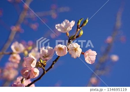桜の花と青空 桜の花と青空 134695119