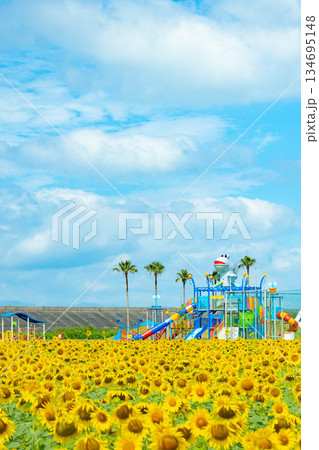 柳川市ひまわり畑と遊具と青い空 柳川市ひまわり畑と遊具と青い空 134695148