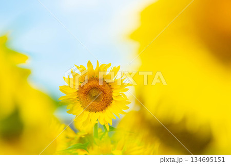 ひまわり太陽に向かって 134695151