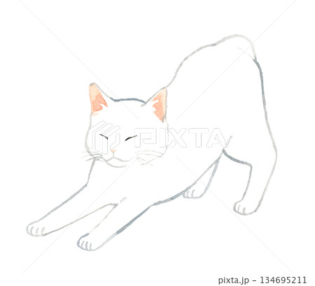 伸びをする白猫　ペット・動物の手描き水彩イラスト素材 134695211