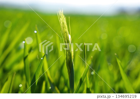 麦の若葉 麦の若葉 134695219