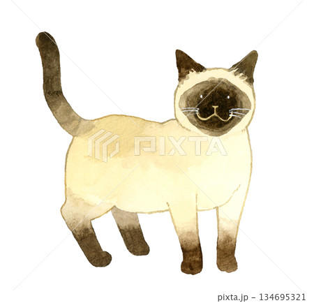 立っているシャム猫 ペット・動物の手描き水彩イラスト素材 立っているシャム猫 ペット・動物の手描き水彩イラスト素材 134695321