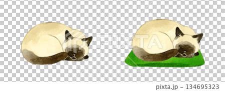 一組蜷縮睡覺的暹羅貓 - 手繪水彩寵物和動物插畫 134695323