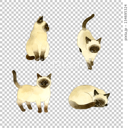 一組可愛的暹羅貓。手繪水彩寵物和動物插畫。 134695324