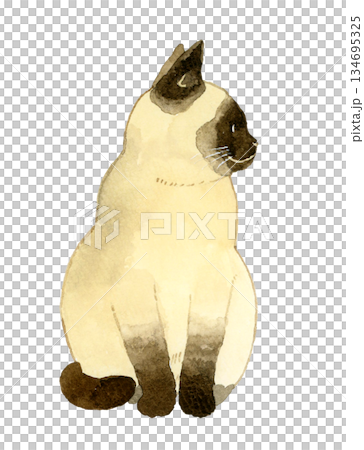 坐著的暹羅貓 - 手繪水彩寵物和動物插畫 134695325