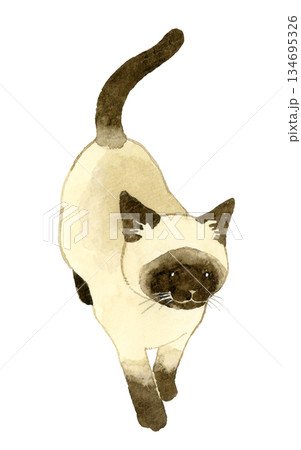 歩いているシャム猫　ペット・動物の手描き水彩イラスト素材 134695326