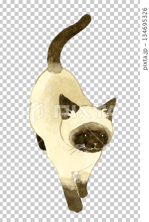 歩いているシャム猫　ペット・動物の手描き水彩イラスト素材 134695326