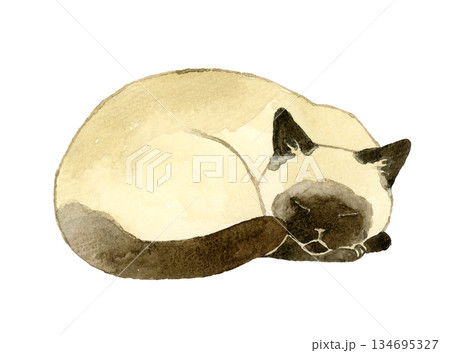 丸くなって寝るシャム猫　ペット・動物の手描き水彩イラスト素材 134695327