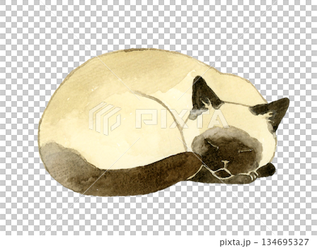 丸くなって寝るシャム猫　ペット・動物の手描き水彩イラスト素材 134695327
