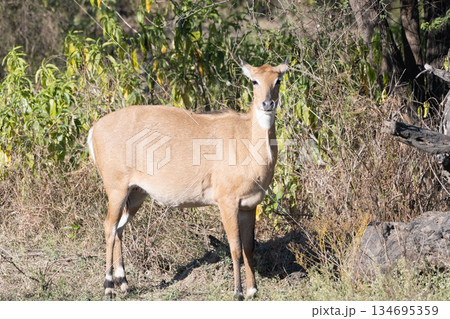 ニルガイのメス 134695359