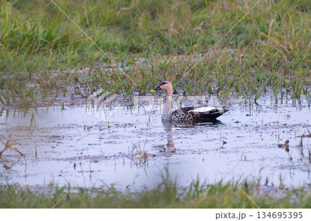 アカボシカルガモ 134695395