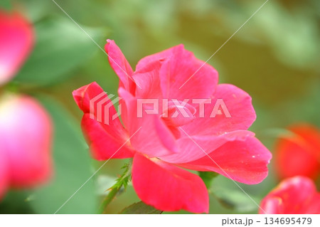 満開の薔薇の花 134695479