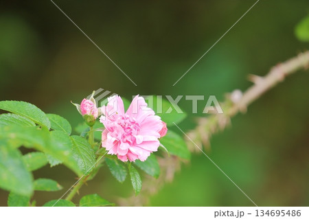 満開の薔薇の花 134695486