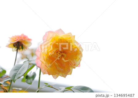 満開の薔薇の花 134695487