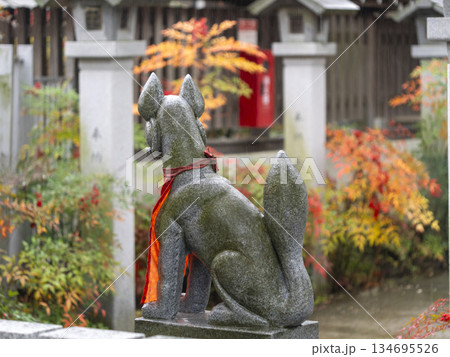 雨に濡れた稲荷神社の狛狐 134695526