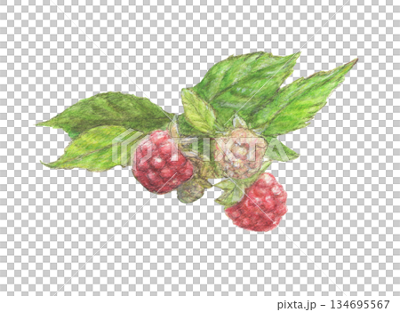 覆盆子和葉子水彩鉛筆畫 134695567