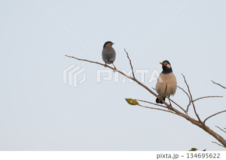 ホオジロムクドリ 134695622