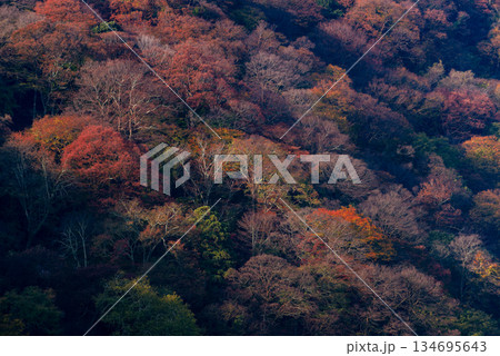 嵐山の紅葉_3189 134695643