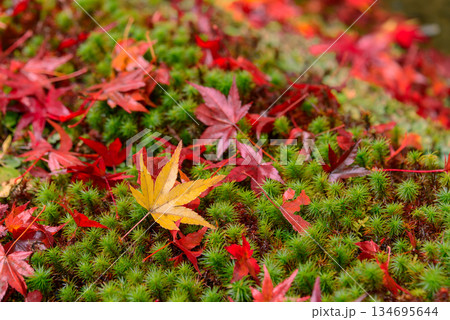 散り紅葉（京都しょうざん）_0033 134695644