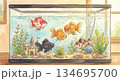 水槽の中の、金魚 134695700