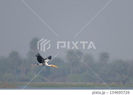 インドトキコウの飛翔 134695726