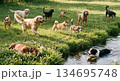 犬の集団 134695748