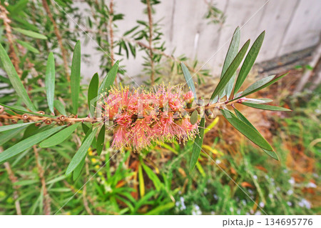 だいだい色のブラシノキの花(冬、十二月) だいだい色のブラシノキの花(冬、十二月) 134695776