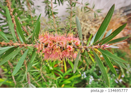 だいだい色のブラシノキの花（冬、十二月） 134695777