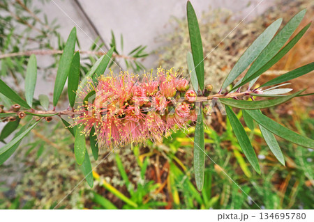 だいだい色のブラシノキの花（冬、十二月） 134695780