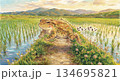 田んぼで、飛び跳ねるカエル。 134695821