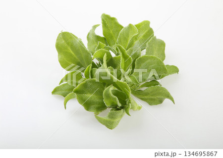 アイスプラント 134695867