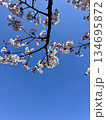 青空に咲く桜の花 春の背景素材 134695872