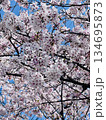 満開の桜が咲き誇る春の風景 134695873
