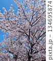 満開の桜が咲き誇る春の風景 134695874