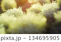 Virtual tree foliage 134695905
