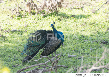 インドクジャク 134695959