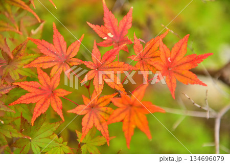 晩秋に赤く染まるモミジの葉 134696079
