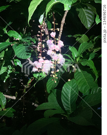 沖縄に咲く夜のサガリバナ 暗闇に浮かぶ熱帯植物の幻想的な花 沖縄に咲く夜のサガリバナ 暗闇に浮かぶ熱帯植物の幻想的な花 134696716