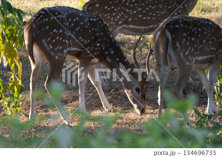 アクシスジカのオス 134696735